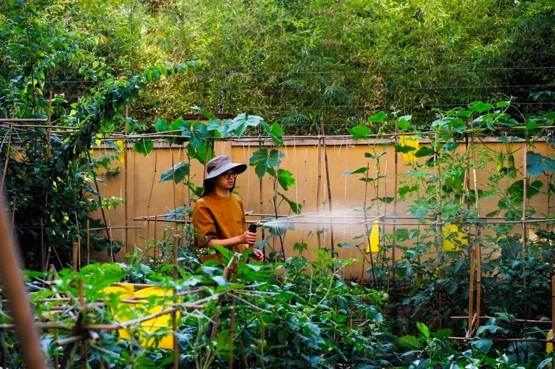 小夫妻在59㎡阳台种菜疫情下蔬果不断