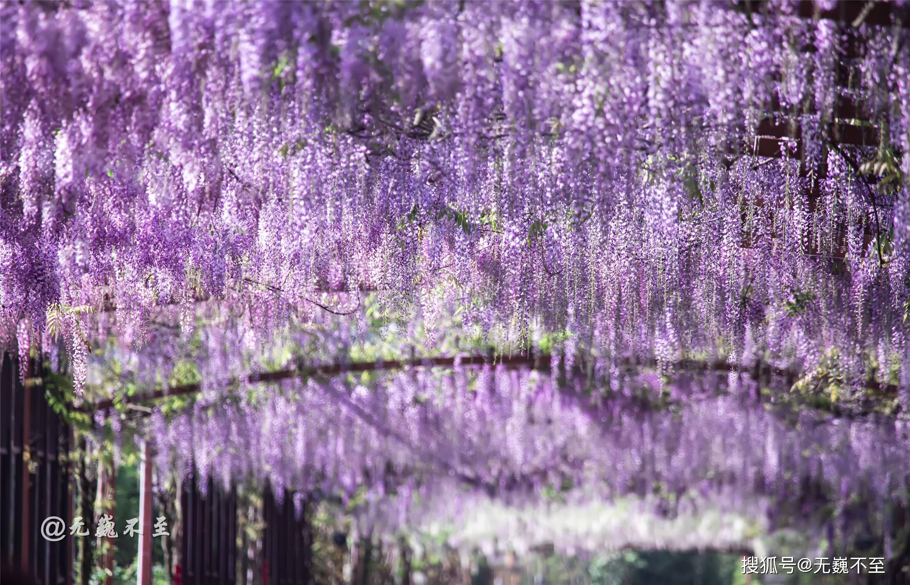 原创一树花事倾城浪漫成都芳华微马公园十里紫藤花开成瀑