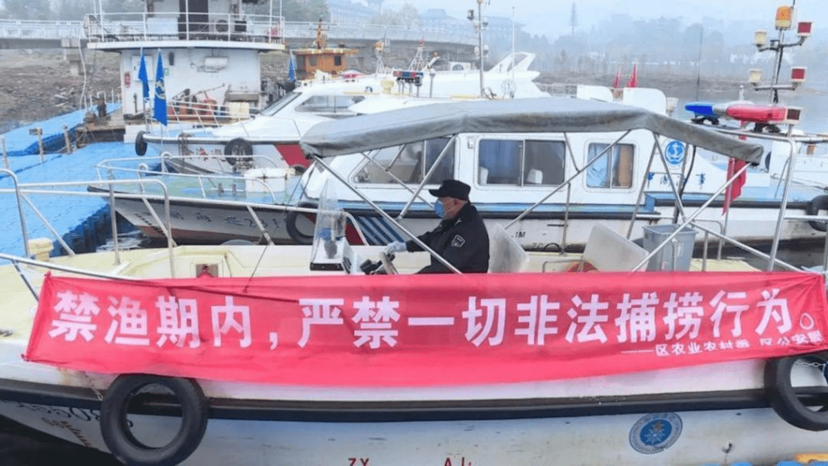 原创长江十年禁渔期已初见成效十年后长江里最大的鱼能长到多大