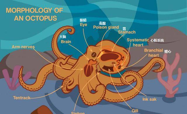 原创章鱼为什么血液是蓝色的且有三个心脏