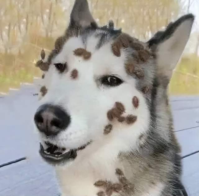 麻子_屏幕_人生