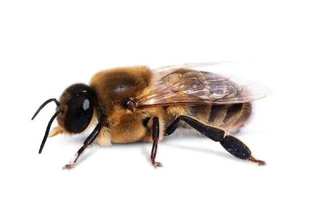 中蜂与意蜂怎么分辨图片