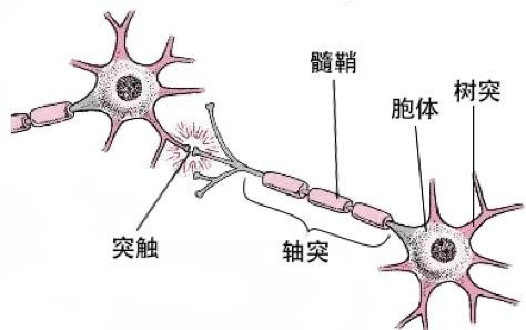 大脑树突图片