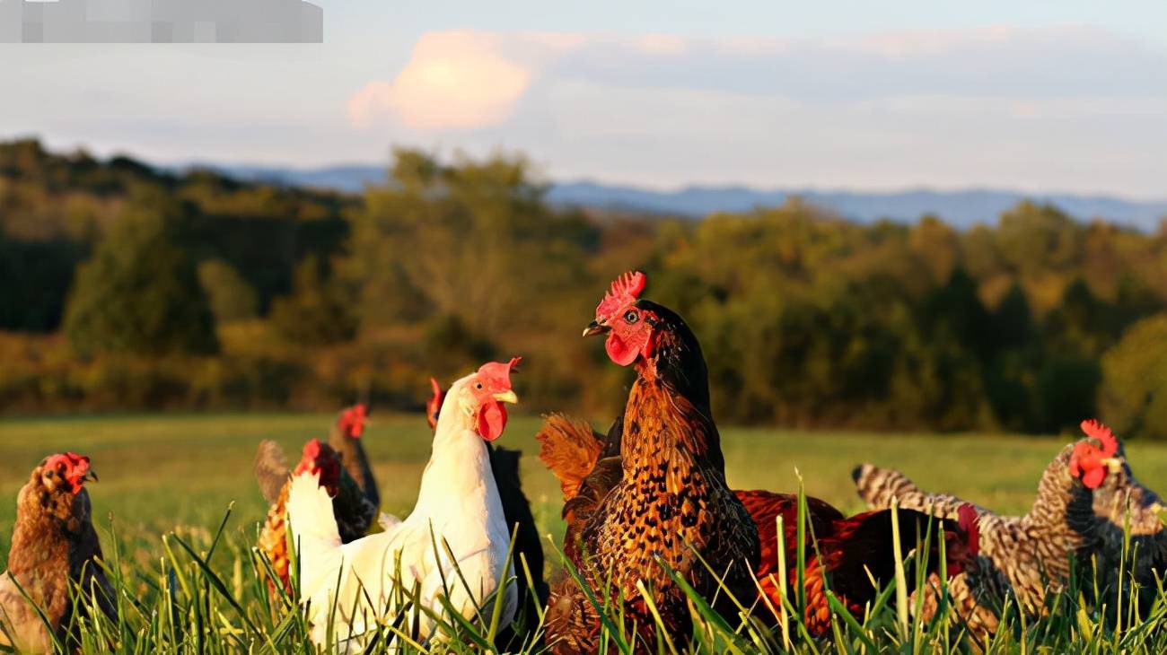原创母鸡打鸣预示不详需要立刻处理这是真的吗