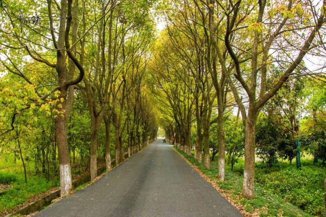原创牡丹路上没牡丹却成为杭州最美林荫大道为什么呢