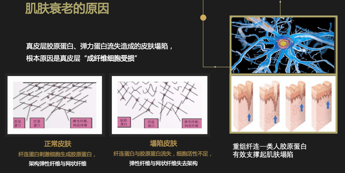 重組纖連-膠原蛋白:美尚潔打造新一代美容抗衰