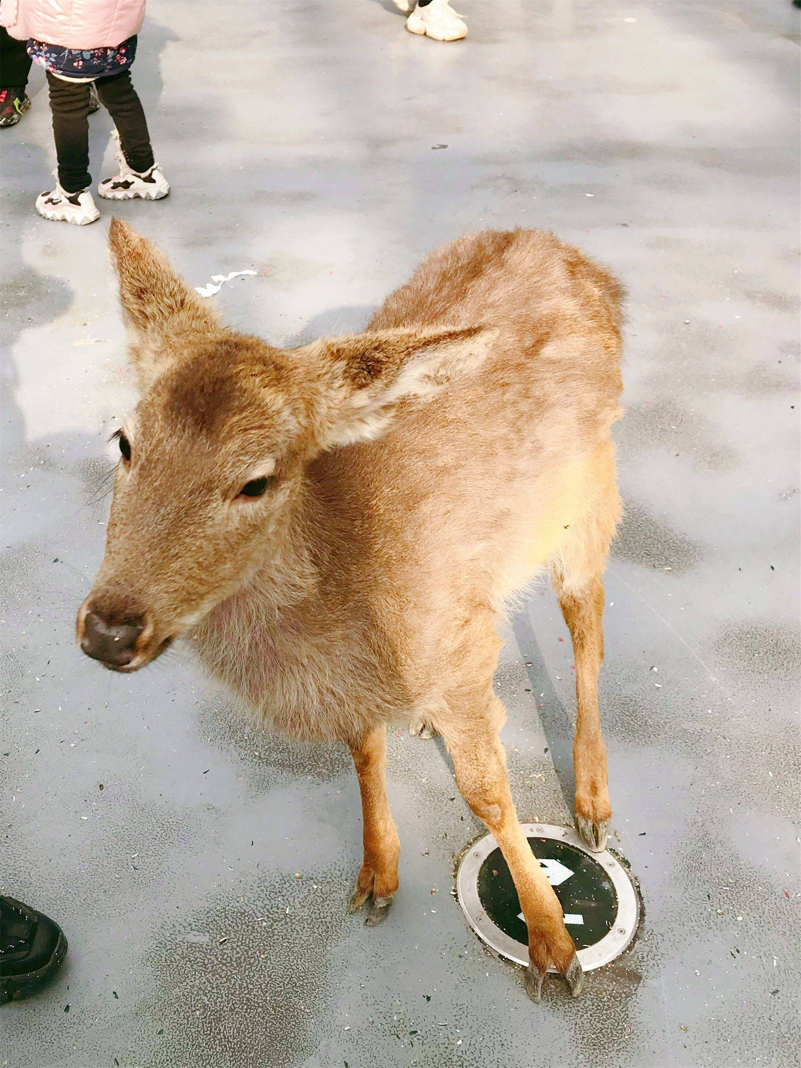 日照旅行美食加景點推薦!超美打卡地!_門票_麋鹿_大學城