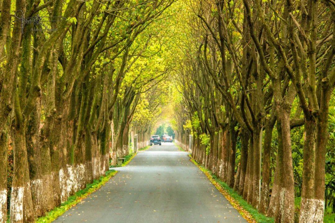 原创牡丹路上没牡丹却成为杭州最美林荫大道为什么呢