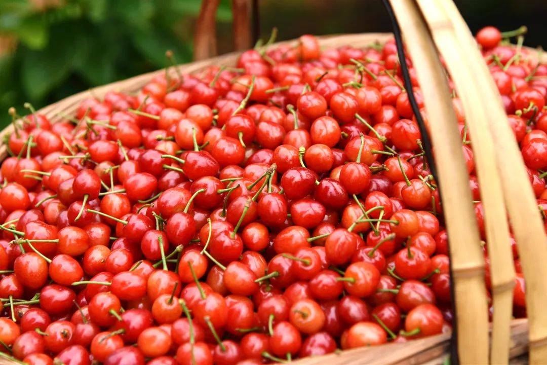 min甜合川双槐镇玛瑙红樱桃熟了