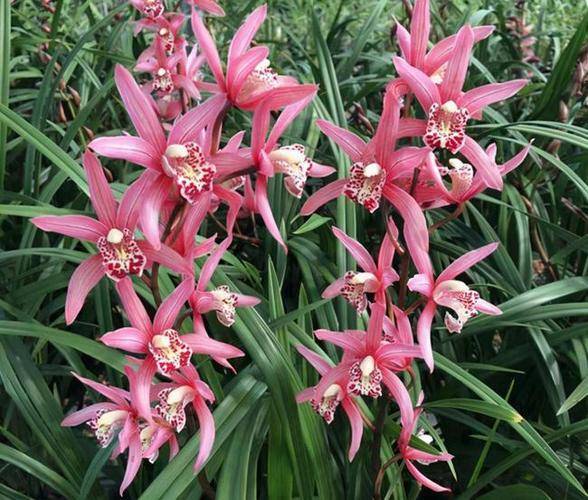 原创香花之王红贵妃花色艳丽花期长花苞多宛如一位真的贵妃