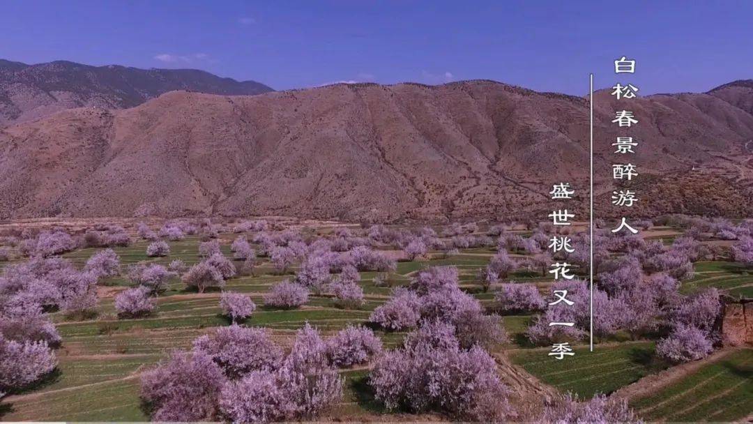 央视镜头下的得荣桃花,大美中国甘孜春色_山坡上_白松镇_白色