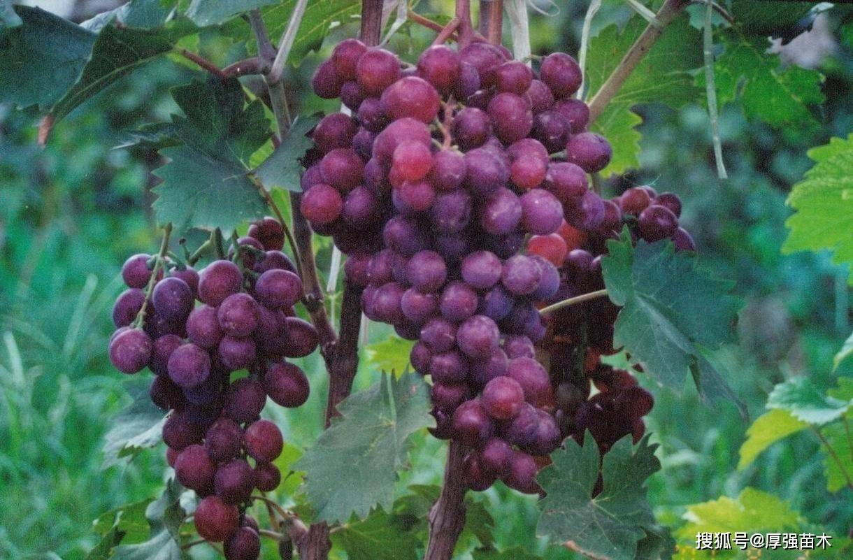 葡萄苗是缠绕藤本植物吗 种子 土壤 进行