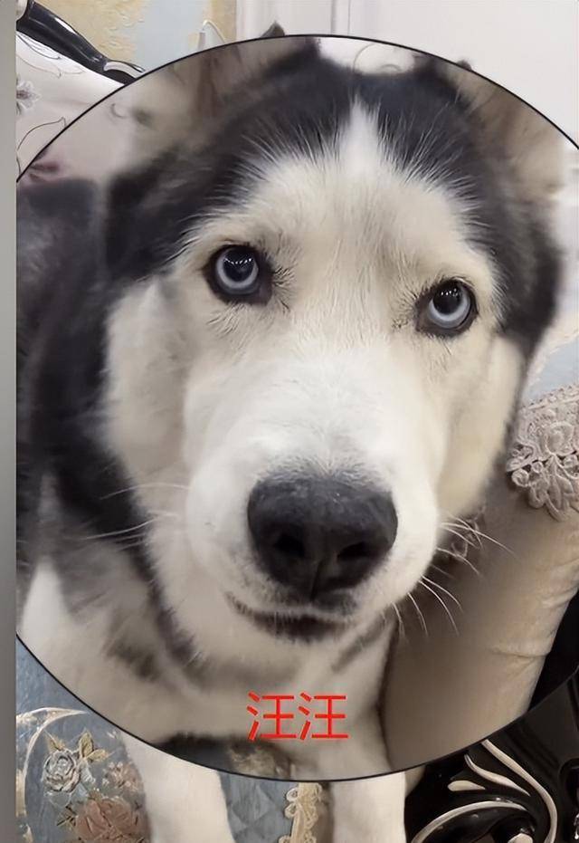 奥斯卡全网唯一被主人逼疯的哈士奇获赞1亿它究竟有多像人