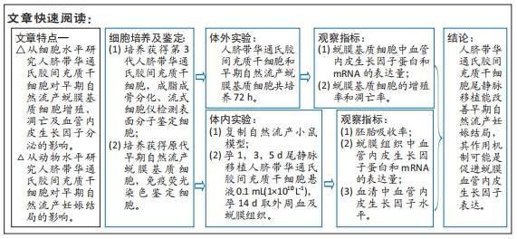 脐带间充质干细胞促进蜕膜血管内皮生长因子表达改善自然流产小鼠妊娠