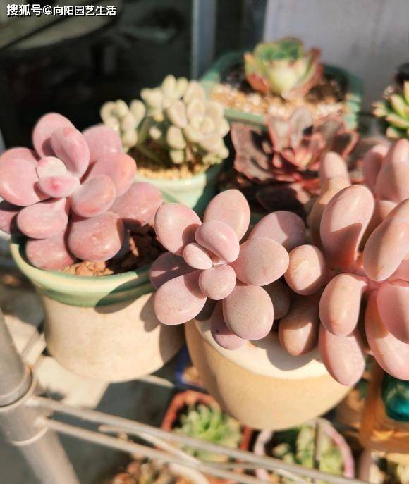 网上买的多肉 为啥养不活 多肉质量有问题 养护技术不足 植物 死亡率 环境