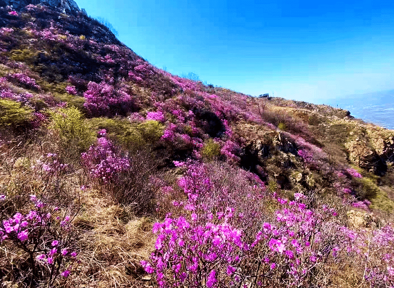 大连金普新区大黑山第一朵杜鹃花开了绝美盛花期进入倒计时