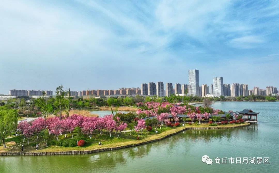 商丘市日月湖景区樱花盛放隔屏闻花香