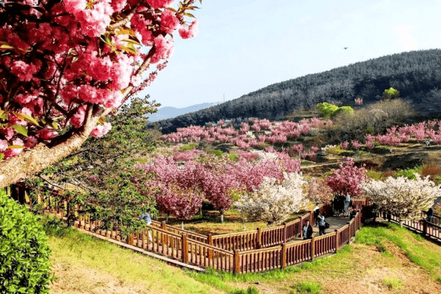 比日本绝美，藏在大连的小众的赏樱胜地！走进还能夜赏樱花！