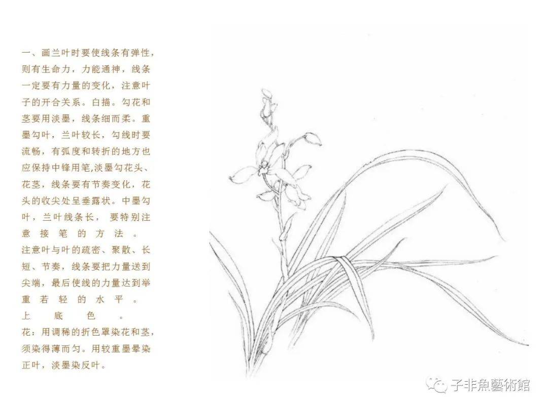 子非鱼 | 陈湘波国画课堂 · 兰花