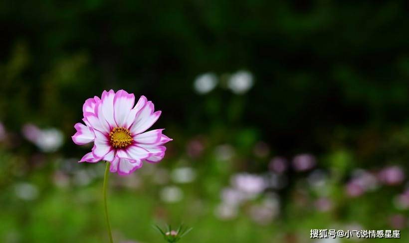 原創命裡有金的4大生肖女相貌平平卻很旺夫一輩子不缺錢