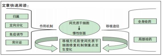 间充质干细胞不同移植途径修复慢性创面的机制_组织_应用_cell