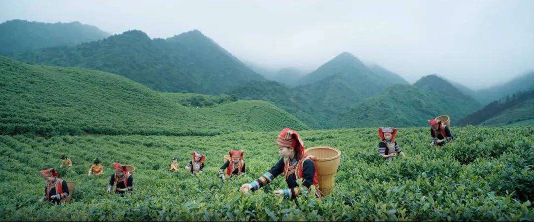 地標品牌江華苦茶瑤族的文化印記