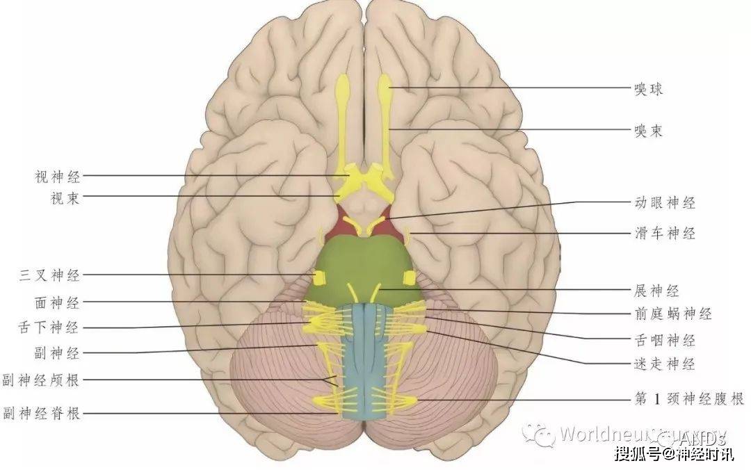 神经:动眼神经:舌咽神经:视神经:前庭蜗神经Ⅰ