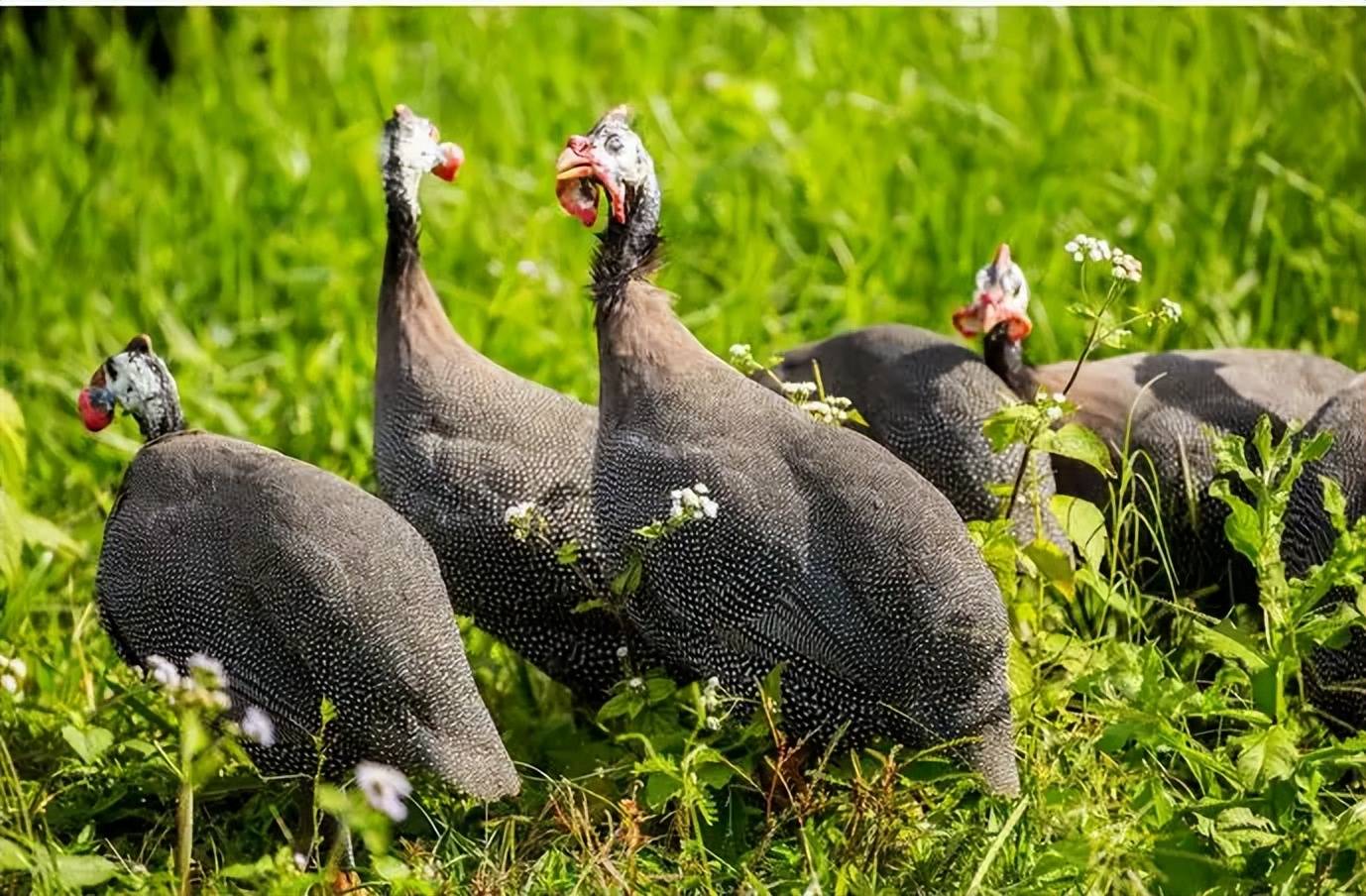 你真的了解珍珠鸡的营养有多高吗?_禽类_汤甜_含量