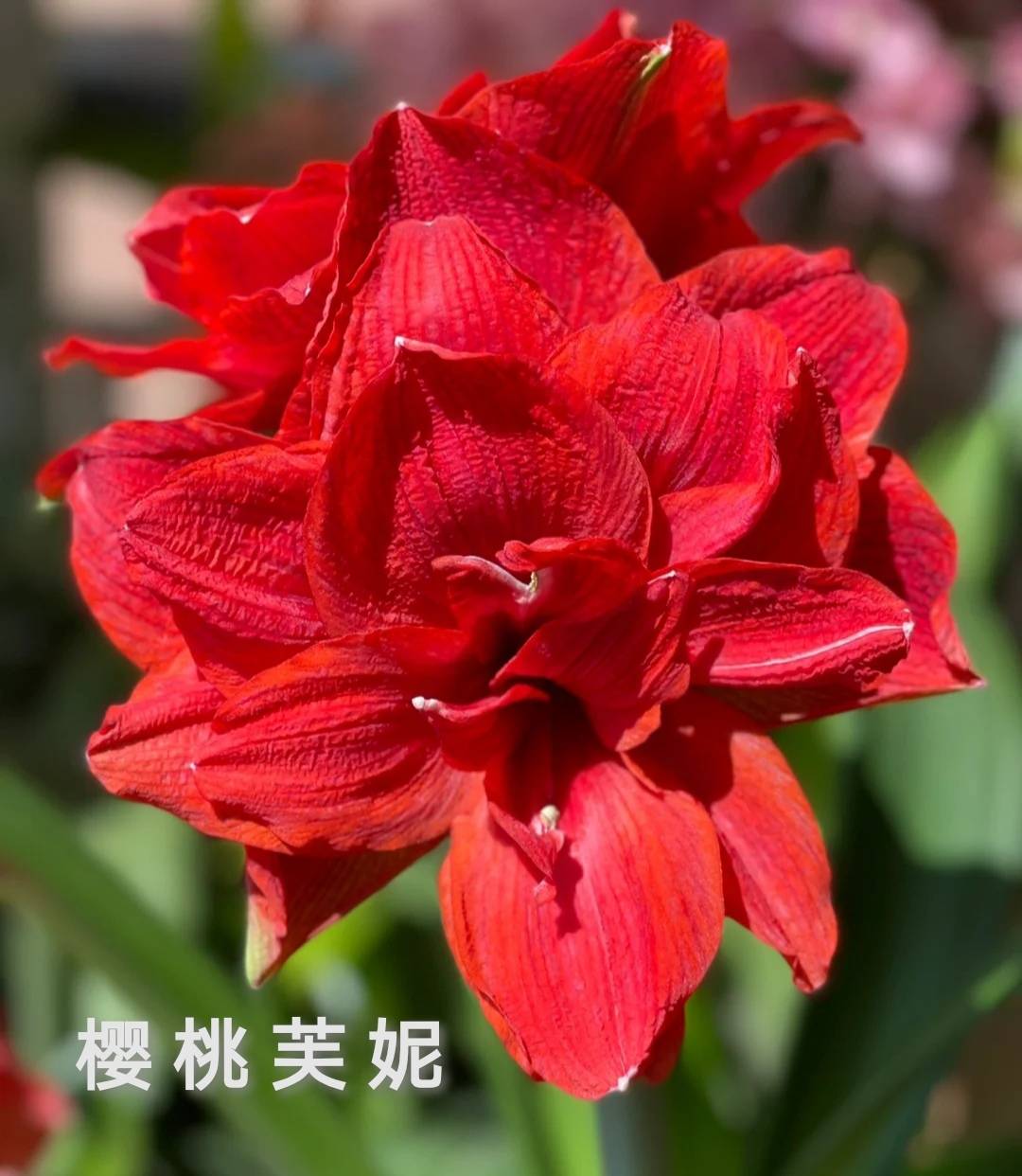 朱顶红超大花品种图片