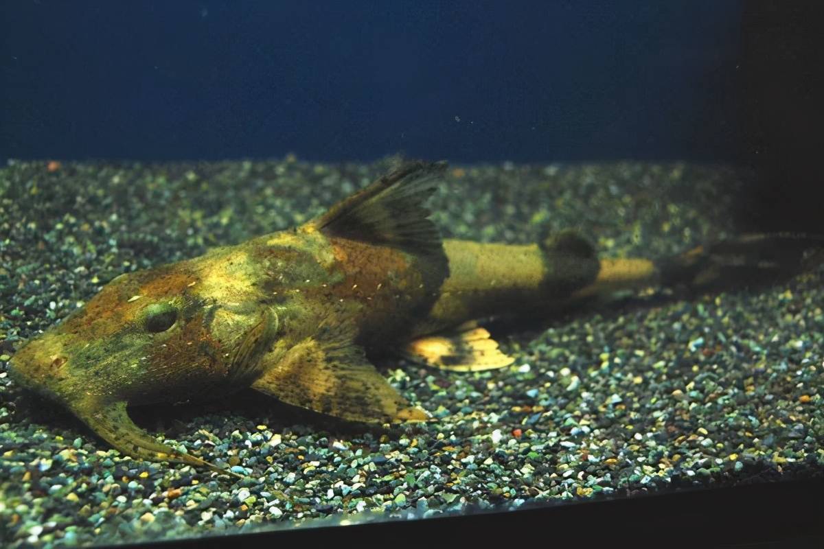 原创坦克鸭嘴鱼一种捕食性鲶鱼为何长的如此唬人