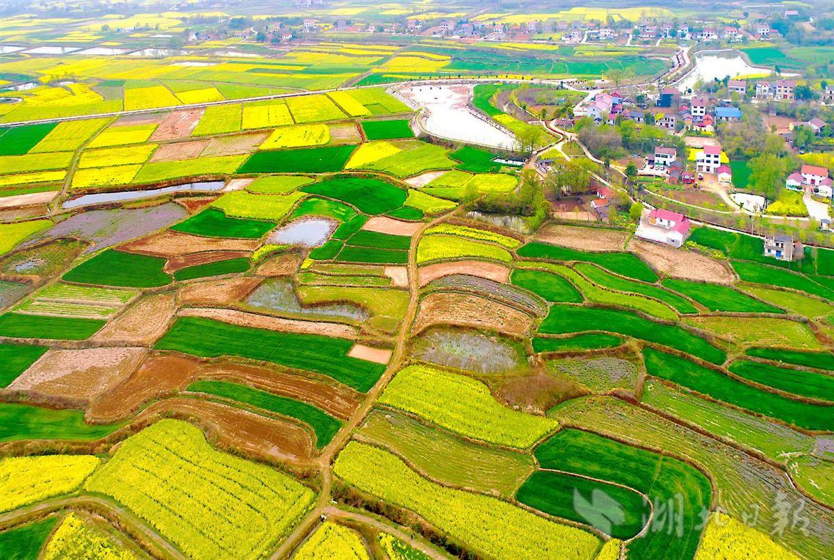 湖北钟祥:合力打造长寿村湾,营造农养田园好风光_建设_乡村_示范片