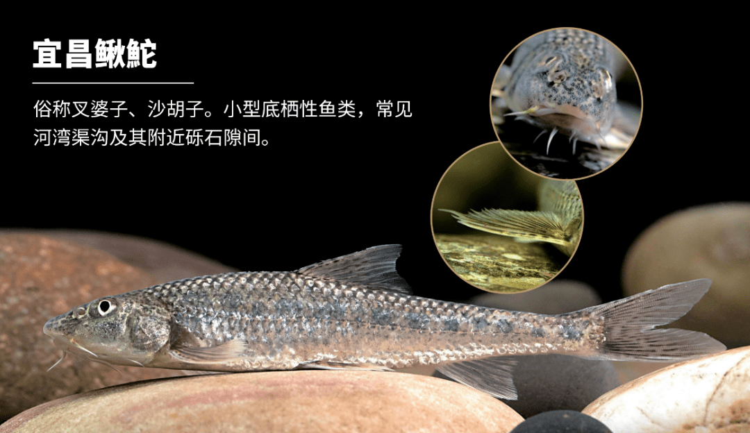 咦魚魚魚魚魚