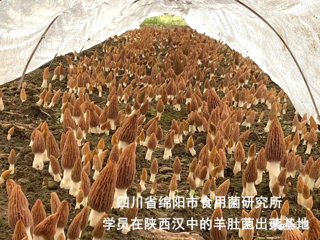 羊肚菌技术推广国家林业局高度赞扬四川省绵阳市食用菌研究所作出的