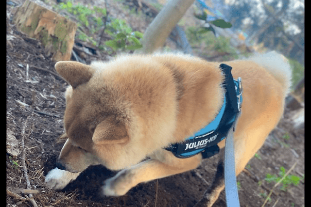 带狗狗出去散步 它竟帮主人挖出了个笋 主人 你这是有夺笋呀 网友 养宠物狗 柴犬