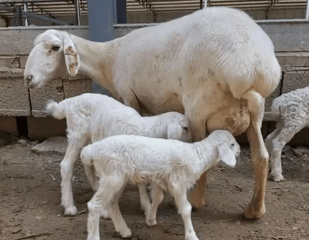 羊怀孕一个月的图片图片