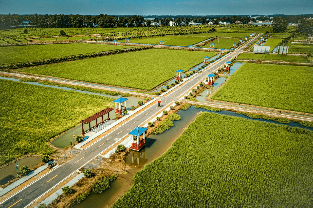 长丰县杜集镇擦亮文旅融合底色绘就生态画卷