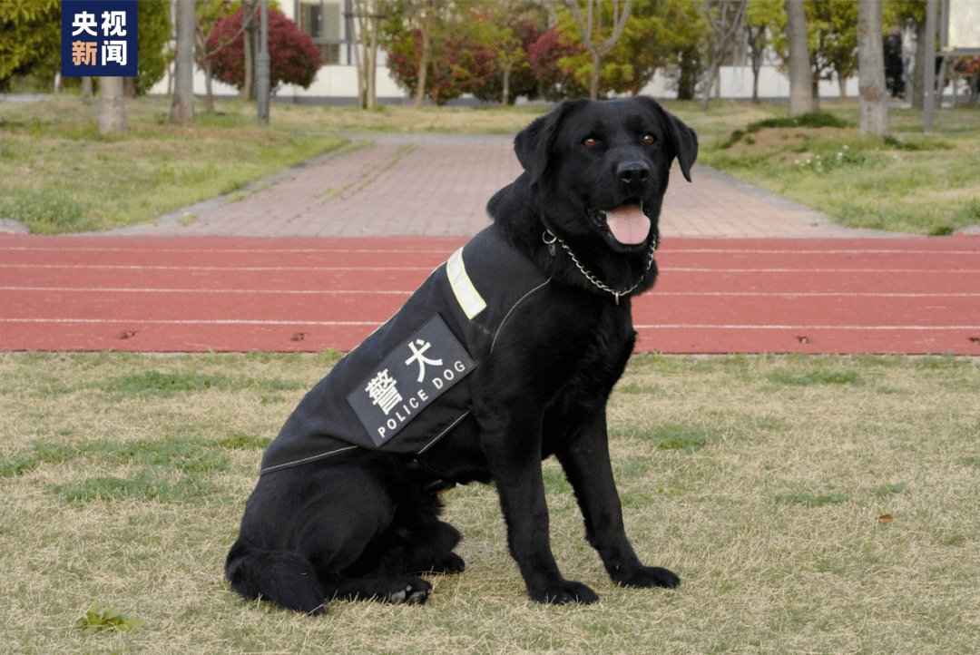 cctv警犬档案图片