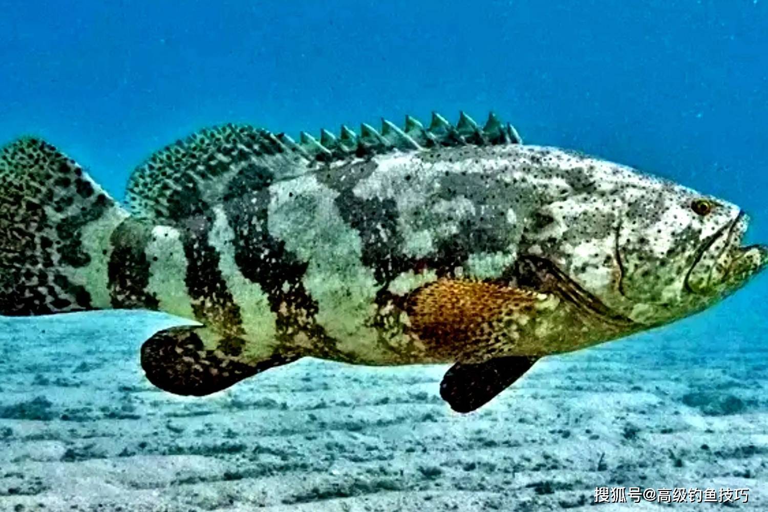 石斑鱼的摄食习性和垂钓技巧_海鱼_海水_钓饵