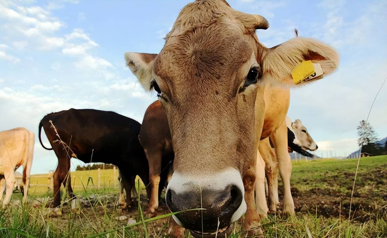 因为看到了红色吗江西上饶一水牛攻击戴红头盔女子现已被击毙