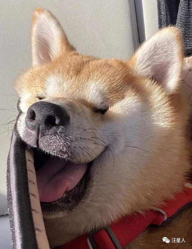 昨天回家的路上,睡得一脸香甜的阿柴67_美梦_表情