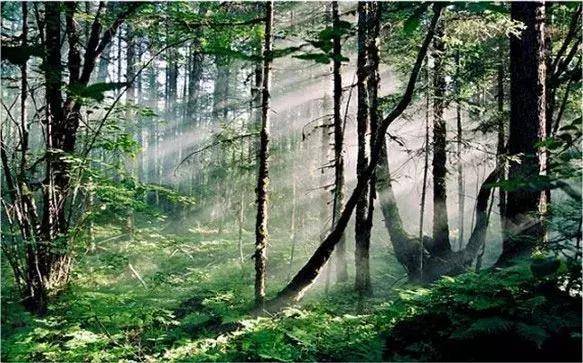 原创为什么神农架深处不允许前往这里面有什么秘密