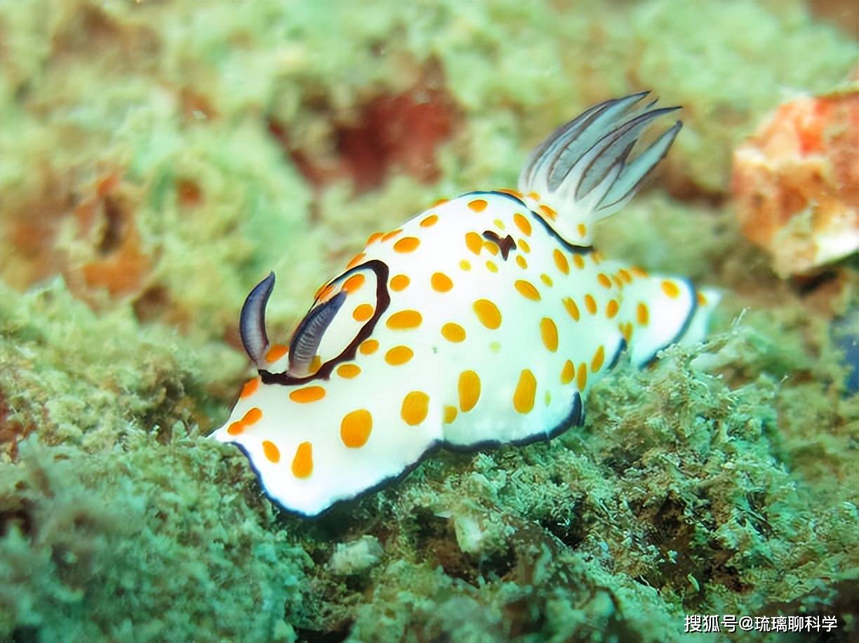 2018年,三藤清香意外发现水箱中饲养的一只海蛞蝓的头和身体分开了