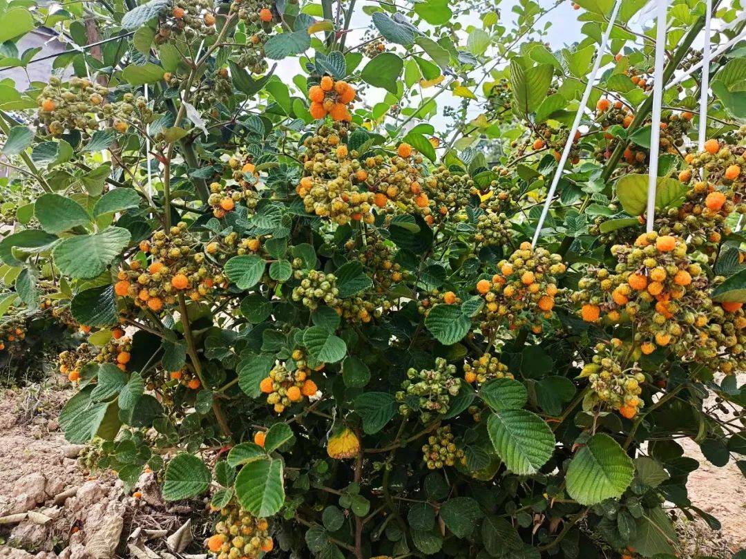 黄泡果园里,男女老少提着小箩筐穿梭其中,自娱自乐