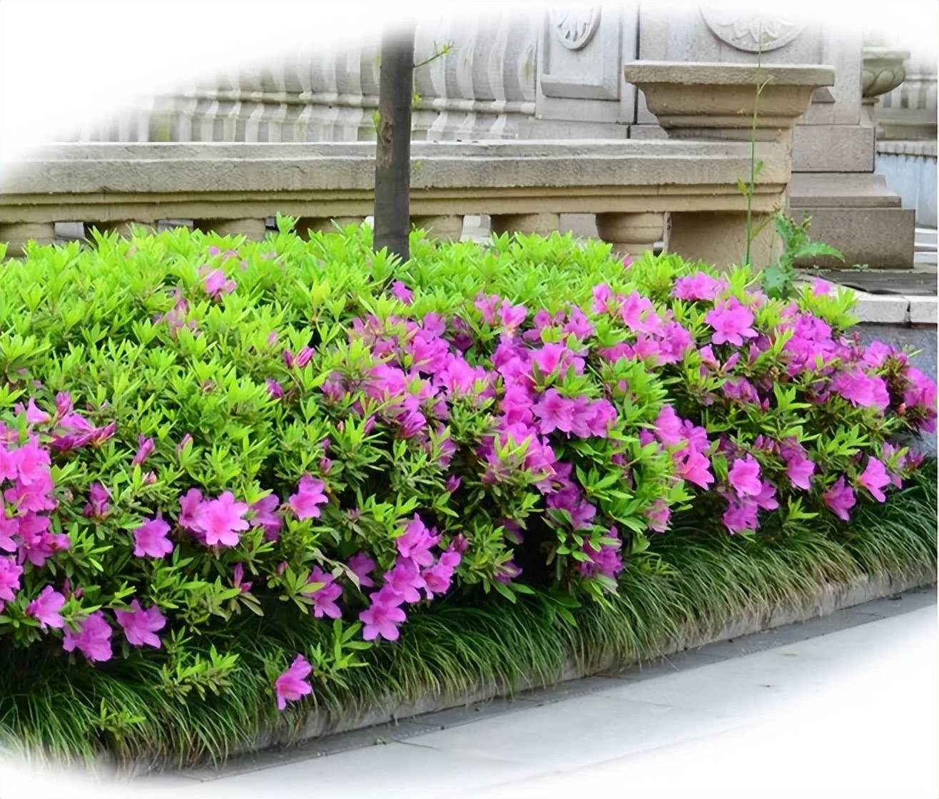 夏鹃(夏鹃花期)