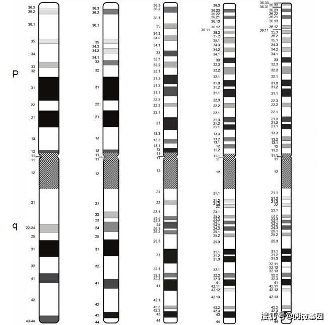 一文讀懂染色體核型分析