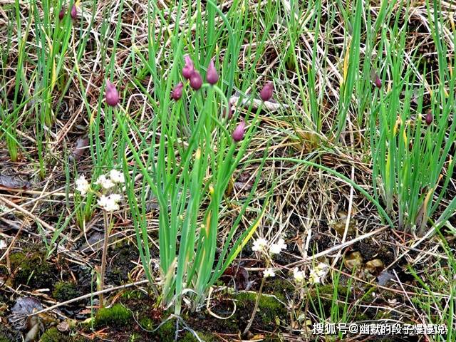 农村这种野菜,农民连猪都不敢给它多吃,如今20块钱一斤却抢着买_老家