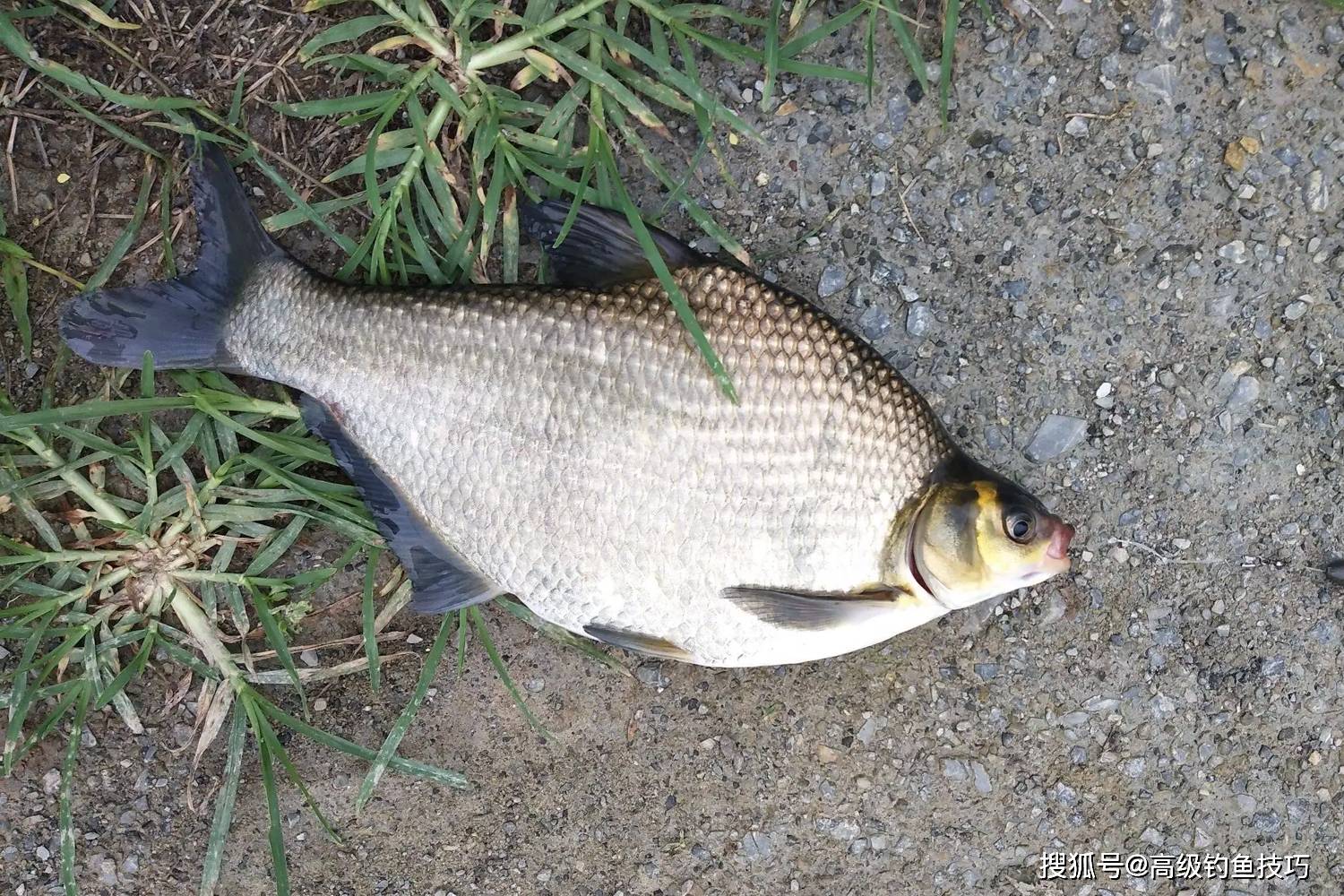 春季钓鳊鱼的5个秘诀掌握了以后钓鳊鱼非常简单