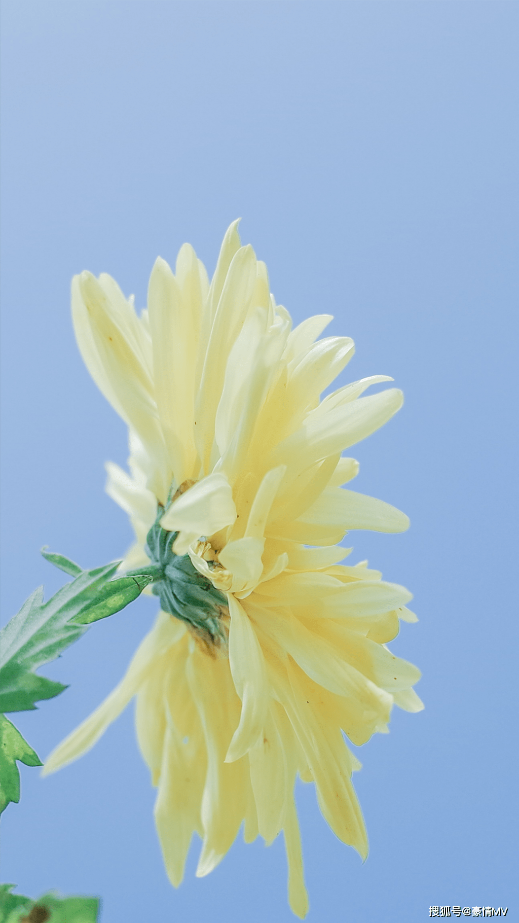 自然清新黄花摄影