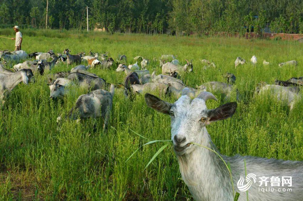 单县深藏哪些高质量发展的独门绝技