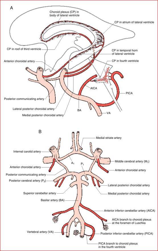 重要神经结构的血供示意图_解剖_丘脑_疾病